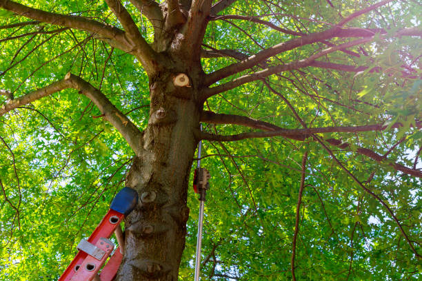 Best Tree Trimming and Pruning  in Buchanan Dam, TX